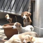 चाकण परिषदेने कुत्र्यांची नसबंदी मोहीम सुरू केली, निवारा संख्या दुप्पट