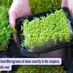 सुपरफूड मायक्रोग्रीन्स घरीच सोप्या, बजेट-अनुकूल पद्धतीने स्मार्टपणे कसे वाढवायचे! |