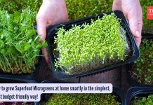 सुपरफूड मायक्रोग्रीन्स घरीच सोप्या, बजेट-अनुकूल पद्धतीने स्मार्टपणे कसे वाढवायचे! |