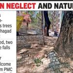 पीएमसी धोकादायक झाडांचे सर्वेक्षण करणार, कार्यकर्त्यांनी कारवाईला उशीर केला