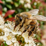 तुमच्या दारात मधमाश्या? प्रत्येक घरमालकाला खरोखर काय माहित असणे आवश्यक आहे ते येथे आहे |