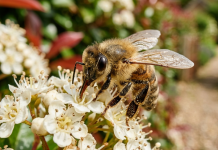 तुमच्या दारात मधमाश्या? प्रत्येक घरमालकाला खरोखर काय माहित असणे आवश्यक आहे ते येथे आहे |