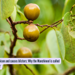 ज्या झाडावर विषाचा वर्षाव होतो आणि त्यावर फोड येतात: मंचीनीला ‘मृत्यूचे झाड’ का म्हणतात?