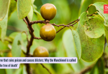 ज्या झाडावर विषाचा वर्षाव होतो आणि त्यावर फोड येतात: मंचीनीला ‘मृत्यूचे झाड’ का म्हणतात?