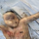 खाडीच्या पाण्यात सापडला अर्धवट सडलेल्या अवस्थेत इसमाचा मृतदेह