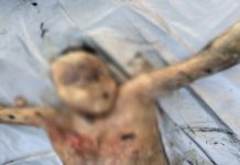 खाडीच्या पाण्यात सापडला अर्धवट सडलेल्या अवस्थेत इसमाचा मृतदेह