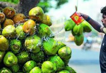डिझेलचे उच्च दर निविदा नारळाच्या किमती वाढवतील