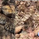 तारेच्या कुंपणाला लावलेल्या फासात अडकून बिबट्याचा मृत्यू : बदलापूर मधील आंबेशिव गावातील घटना