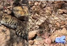 तारेच्या कुंपणाला लावलेल्या फासात अडकून बिबट्याचा मृत्यू : बदलापूर मधील आंबेशिव गावातील घटना
