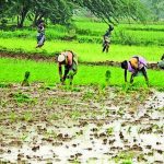 मान्सूनच्या पावसाने पुण्यातील भात रोपवाटिकांना संजीवनी दिली, शेतकऱ्यांनी शेततळे तयार करण्यास सुरुवात केली