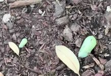 क्रायसालिस डिस्कवरी: बाईला तिच्या बागेत एक विचित्र हिरवा ढेकूळ दिसला—तिला पुढे जे आढळले ते निसर्गप्रेमी आश्चर्यचकित करते