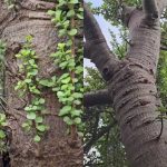 जायंट जेड प्लांट: हे एक राक्षस जेड प्लांट आहे का? ऑस्ट्रेलियातील व्हायरल झालेल्या 100 वर्षांच्या रसाळ व्यक्तीने इंटरनेट विभाजित केले आहे