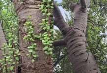 जायंट जेड प्लांट: हे एक राक्षस जेड प्लांट आहे का? ऑस्ट्रेलियातील व्हायरल झालेल्या 100 वर्षांच्या रसाळ व्यक्तीने इंटरनेट विभाजित केले आहे