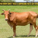 तुम्हाला गायी माहित आहेत असे वाटते? हे 5 आश्चर्यकारक तथ्य अन्यथा सांगतात