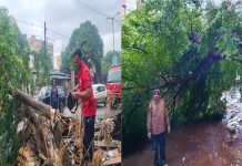 मुसळधार पावसात अंबरनाथ मध्ये जवळपास १२ झाडे कोसळली : अंबरनाथ अग्निशामन दलाच्या कर्मचाऱ्यांनी झाडे पूर्ण तोडून वाहतुकीसाठी रस्ते केले मोकळे